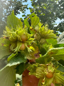 Nocciole_768x1024